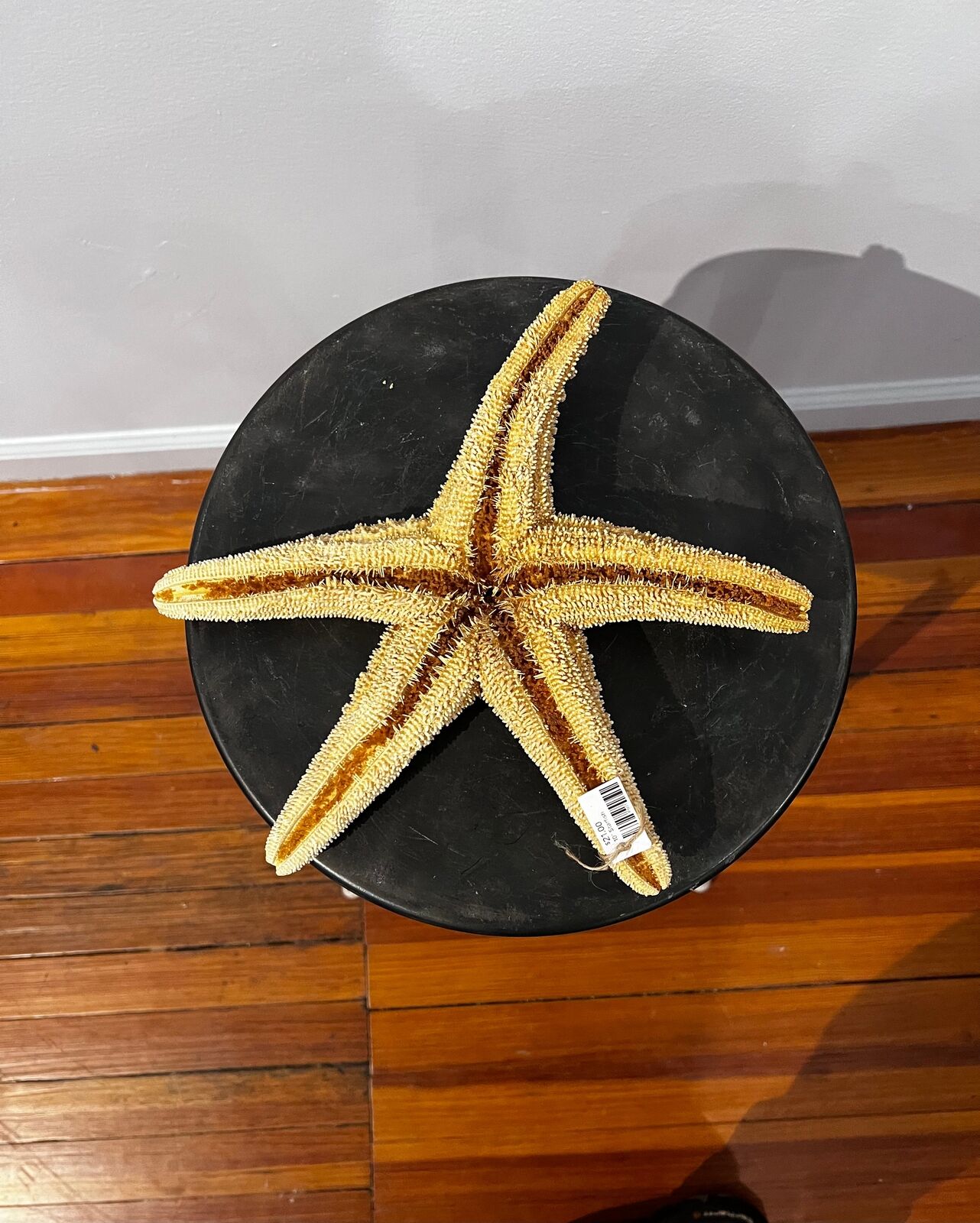 10” Genuine Starfish