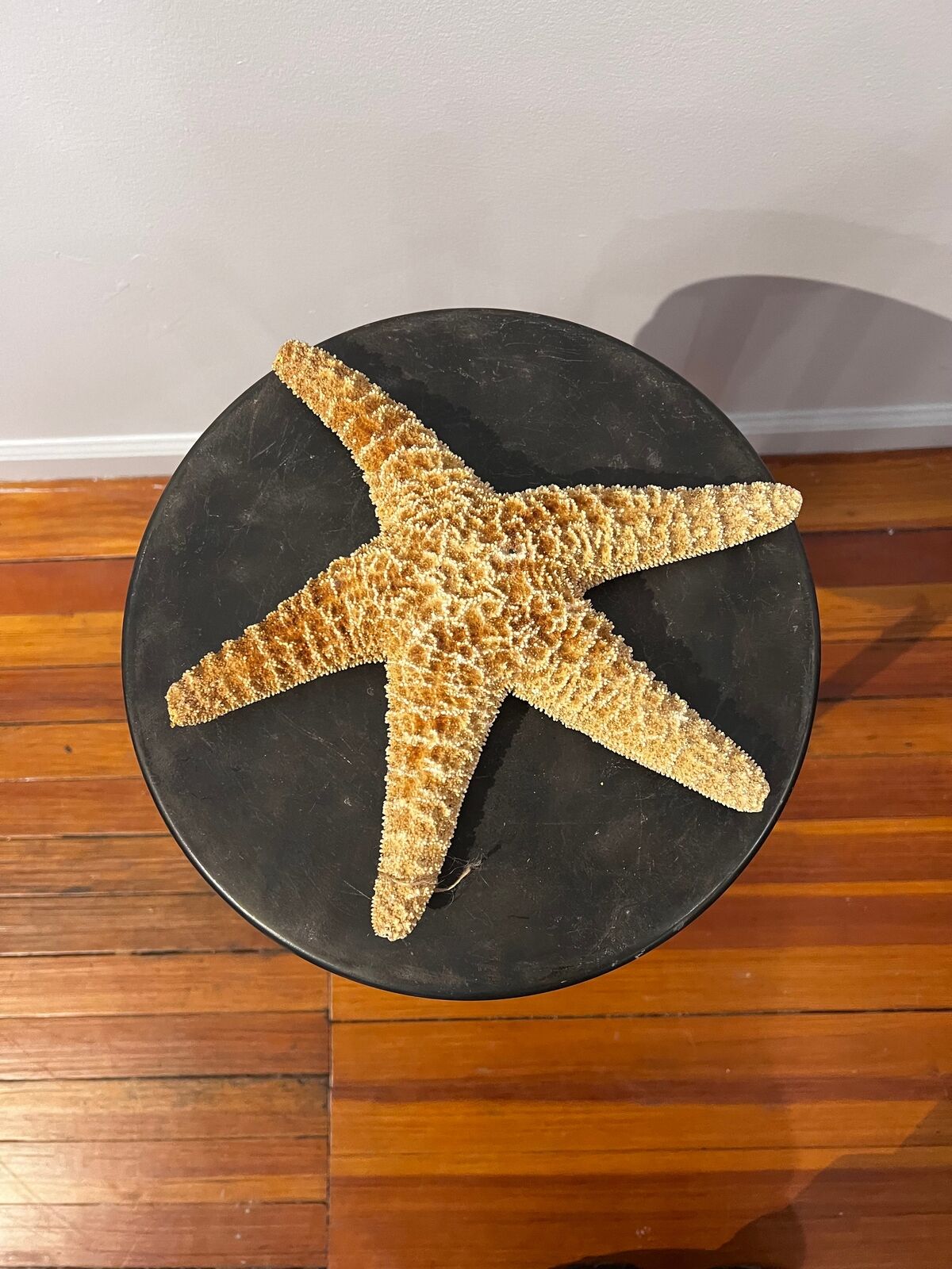 10” Genuine Starfish