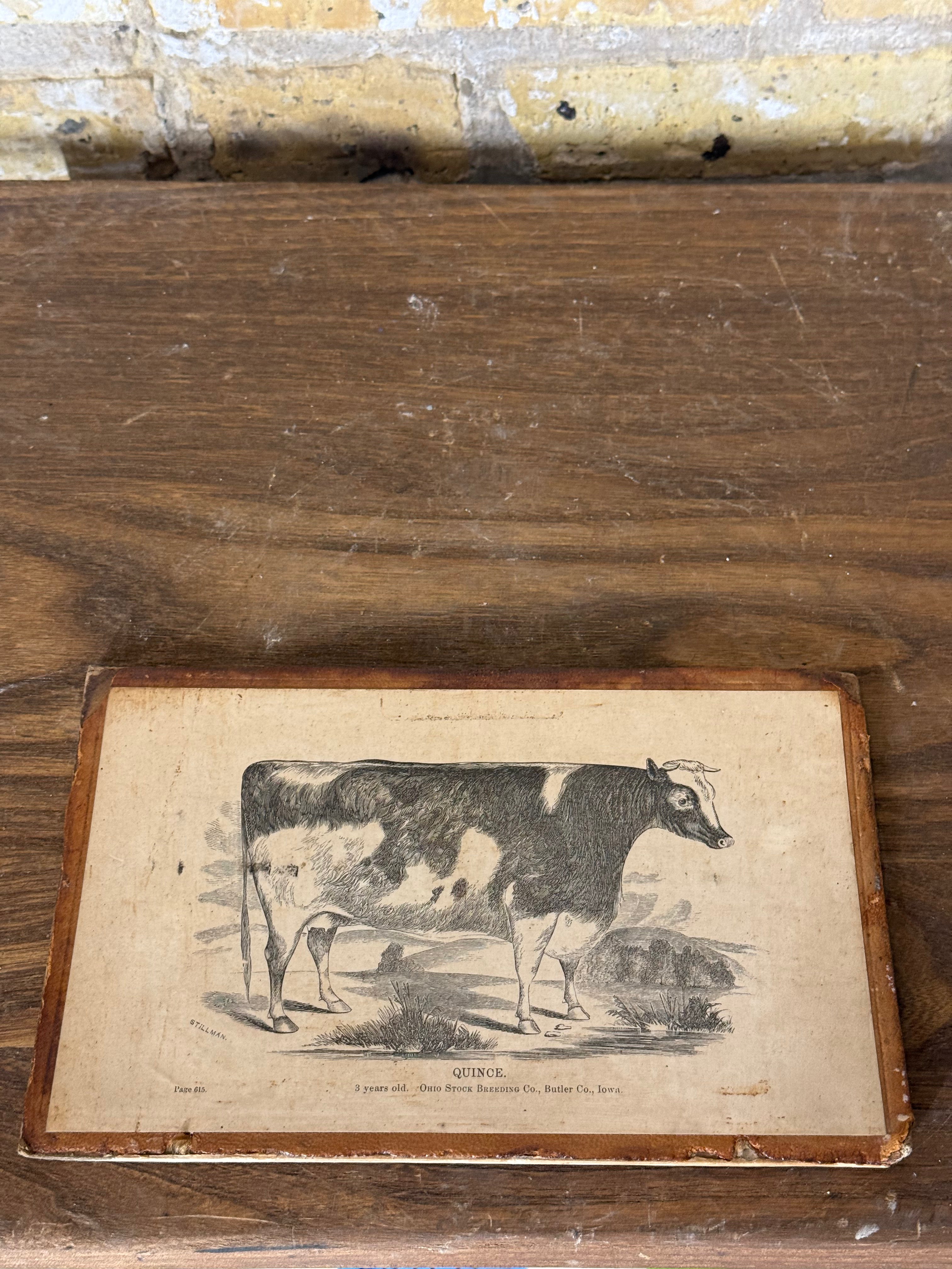 Antique Cow Print Domestic Animal Wall Art