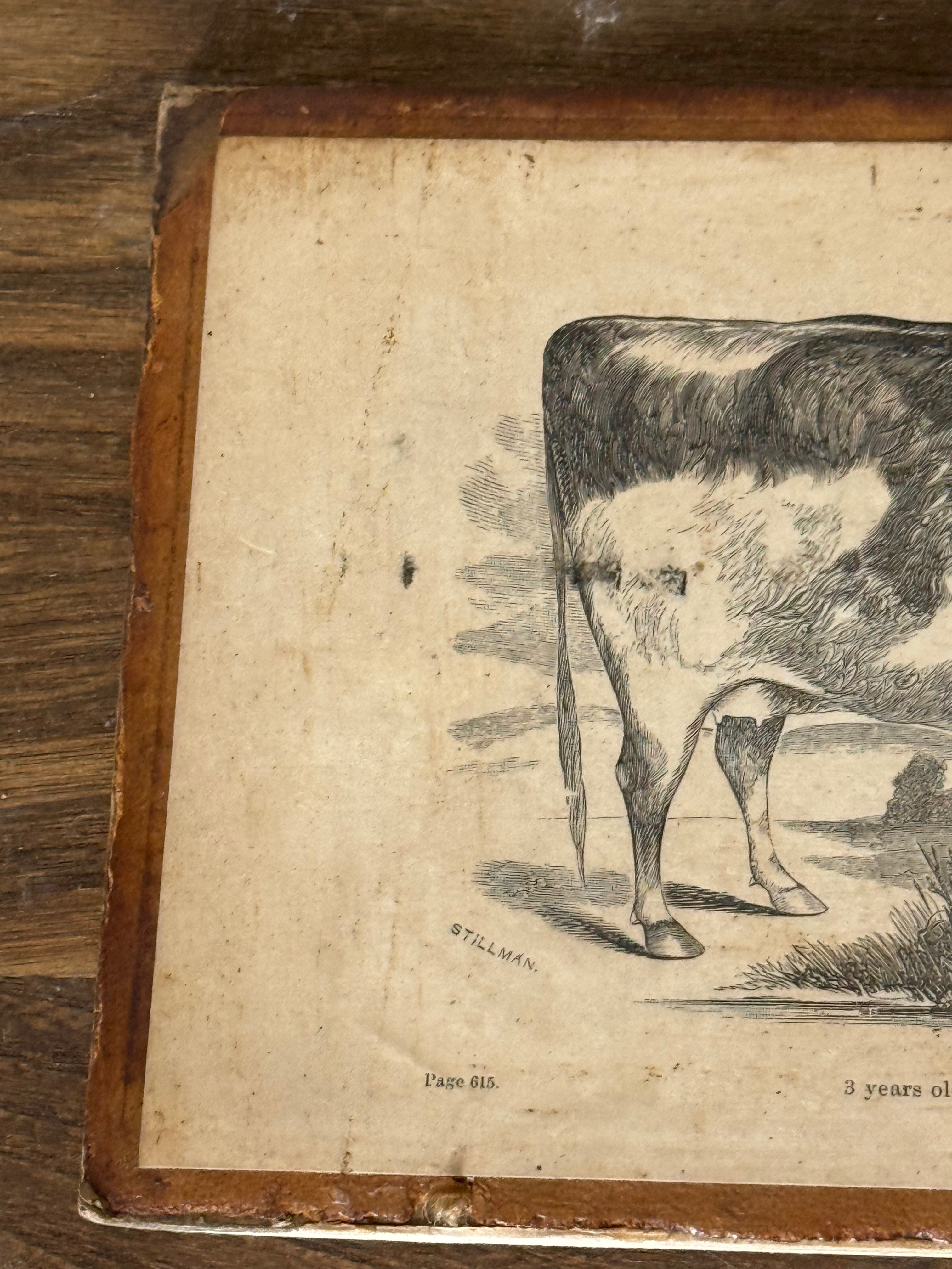 Antique Cow Print Domestic Animal Wall Art