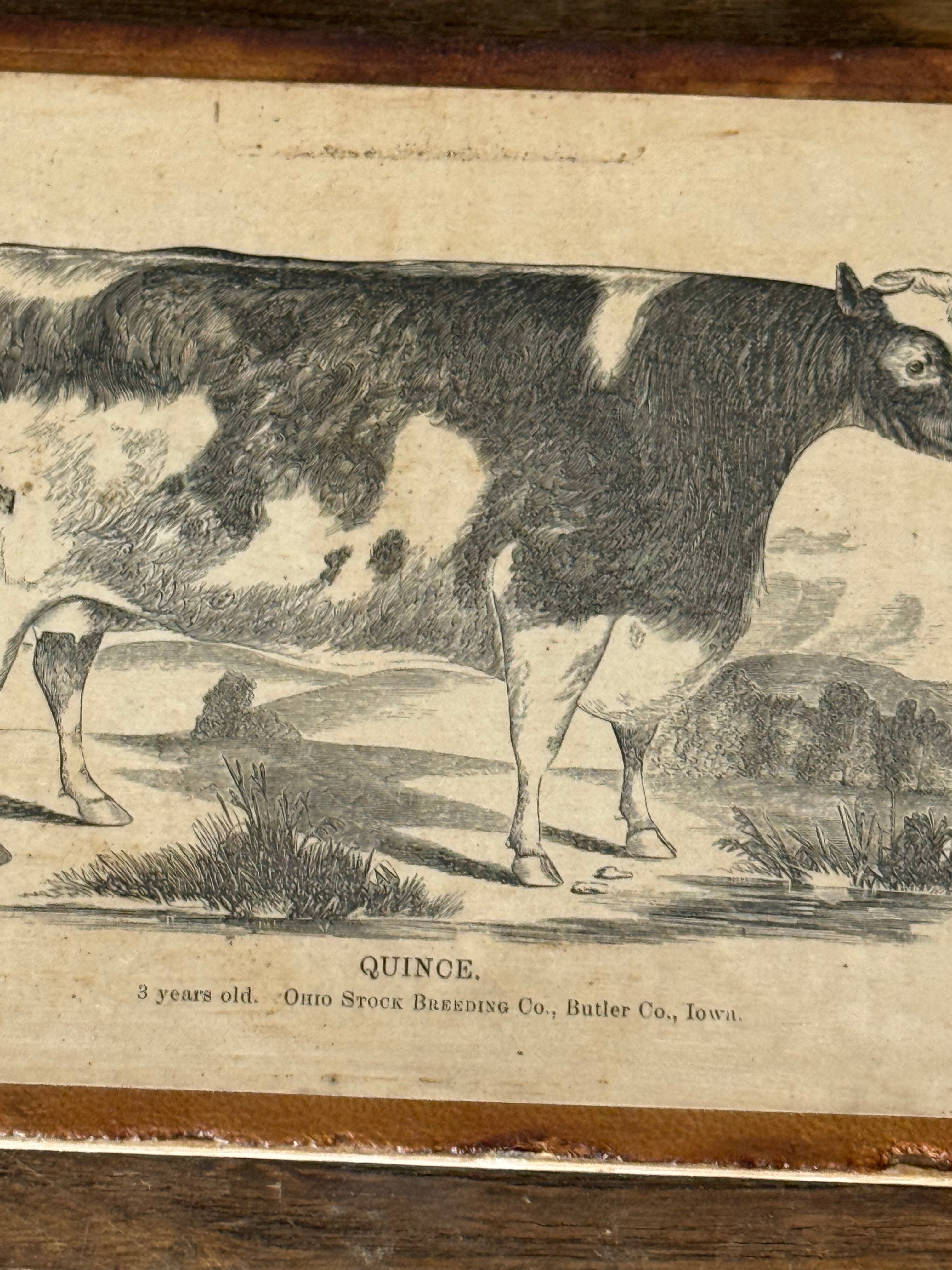 Antique Cow Print Domestic Animal Wall Art