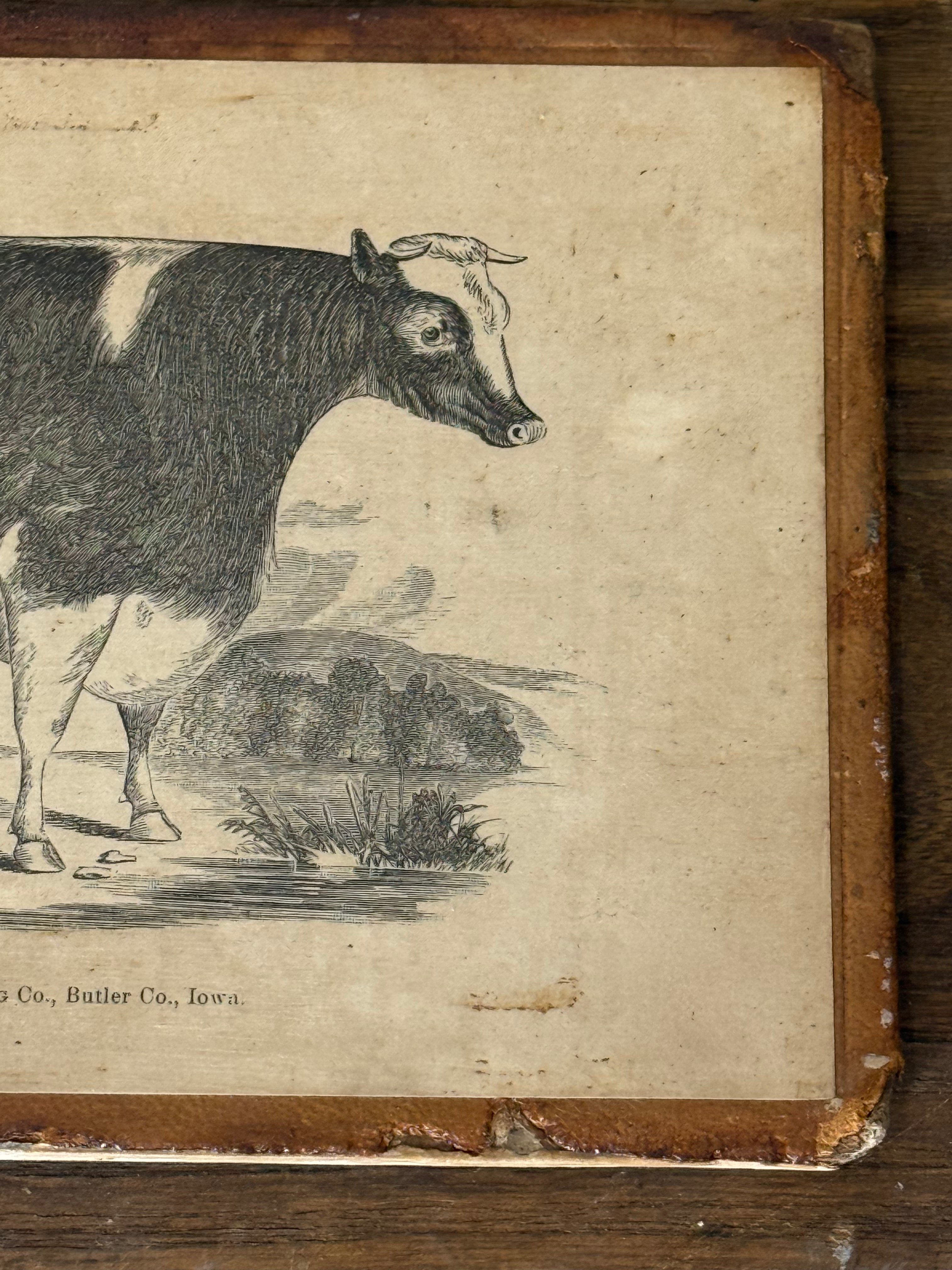 Antique Cow Print Domestic Animal Wall Art