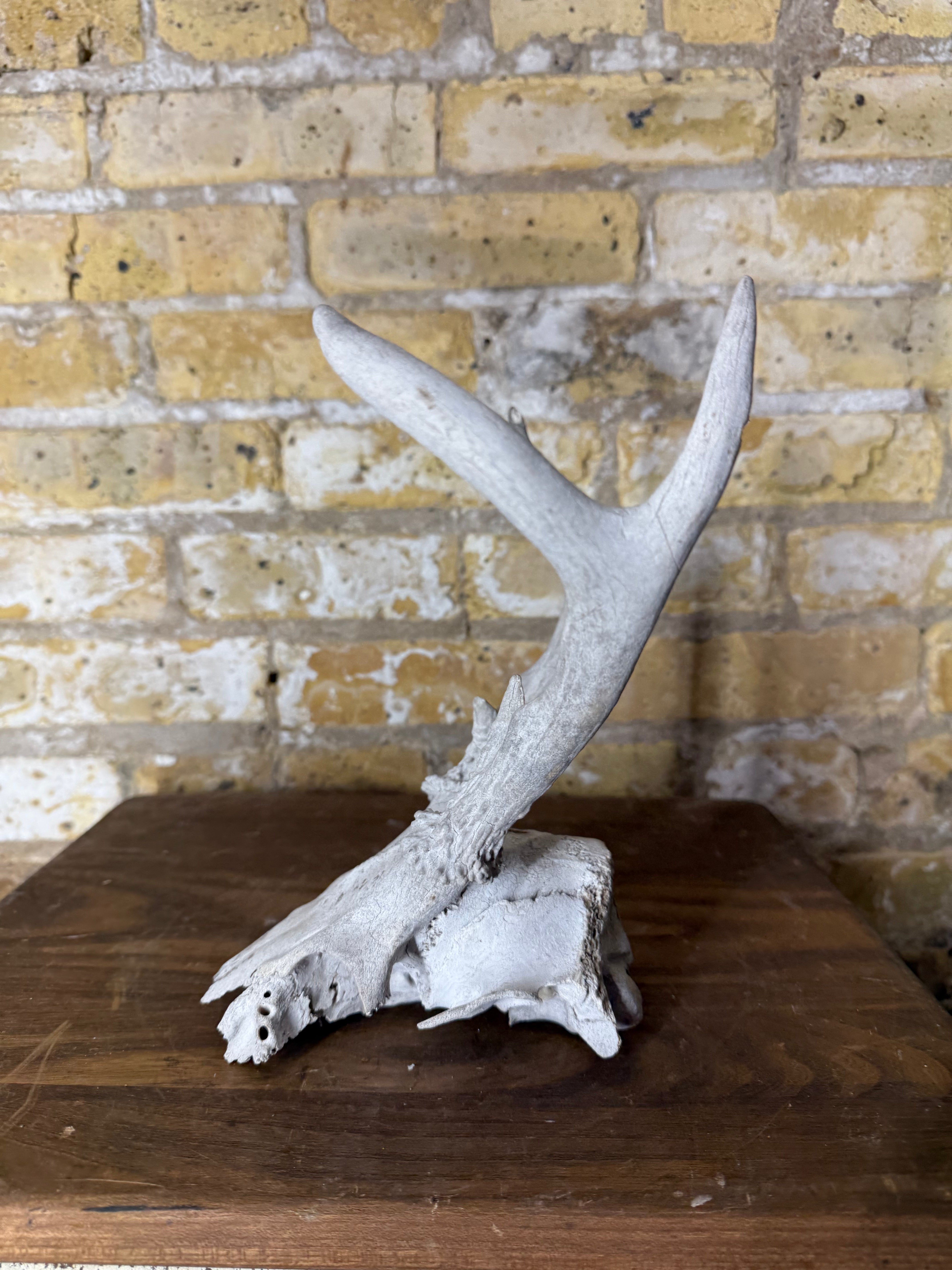 Whitetail Deer Antlers