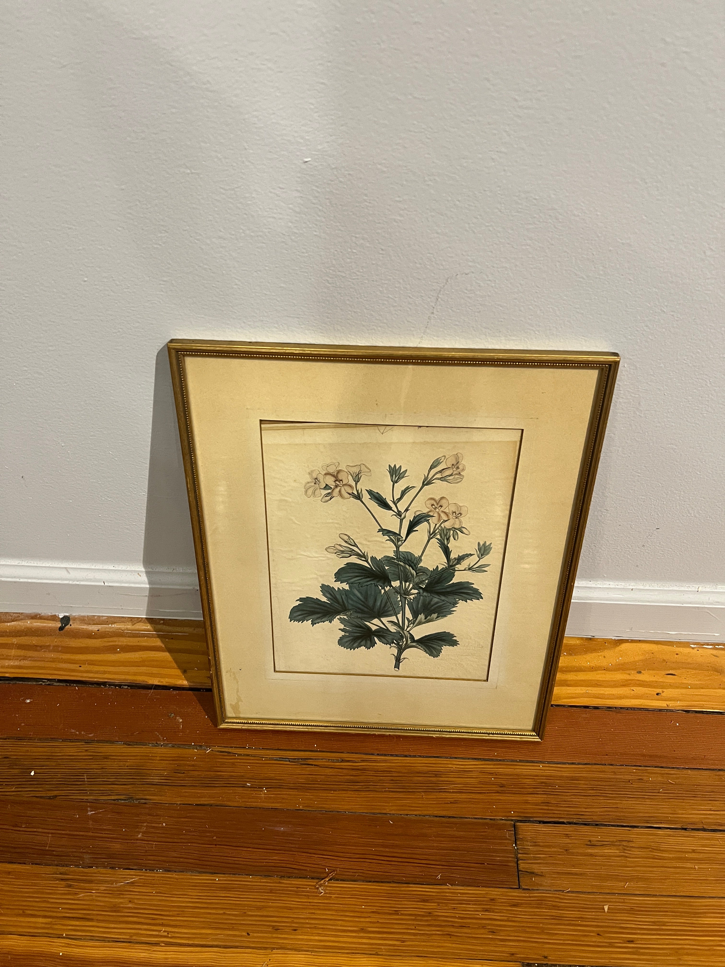 Botanical Print