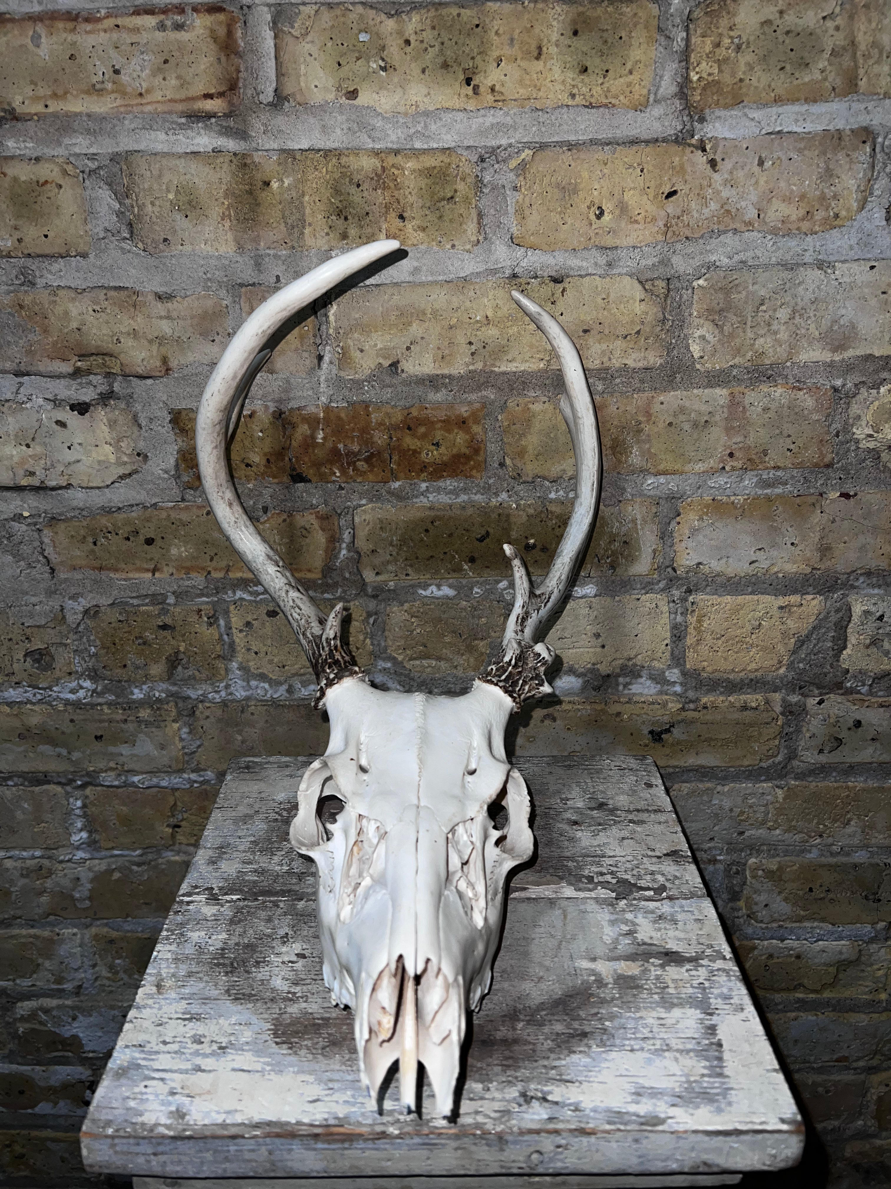 Deer Skull