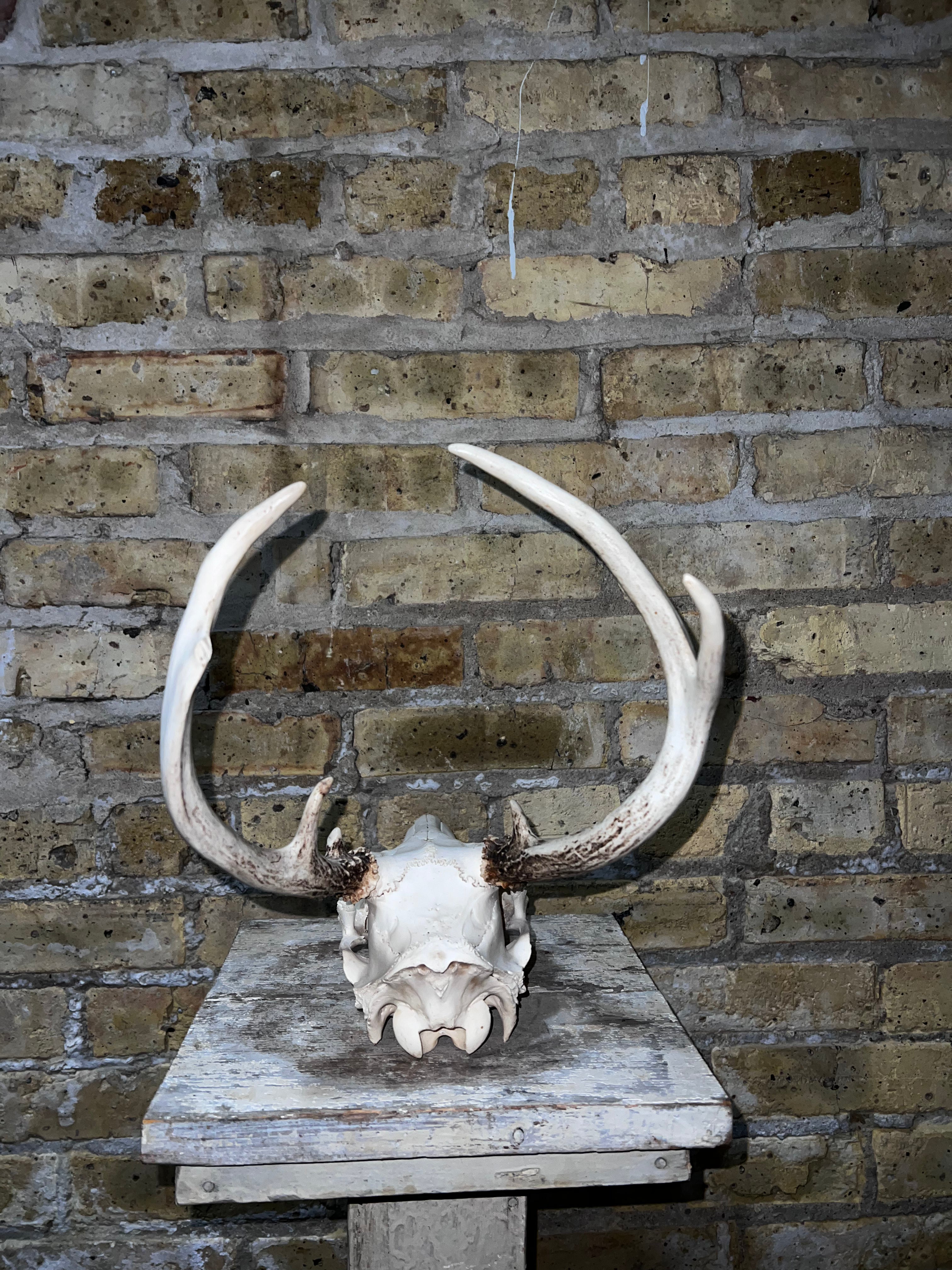 Deer Skull