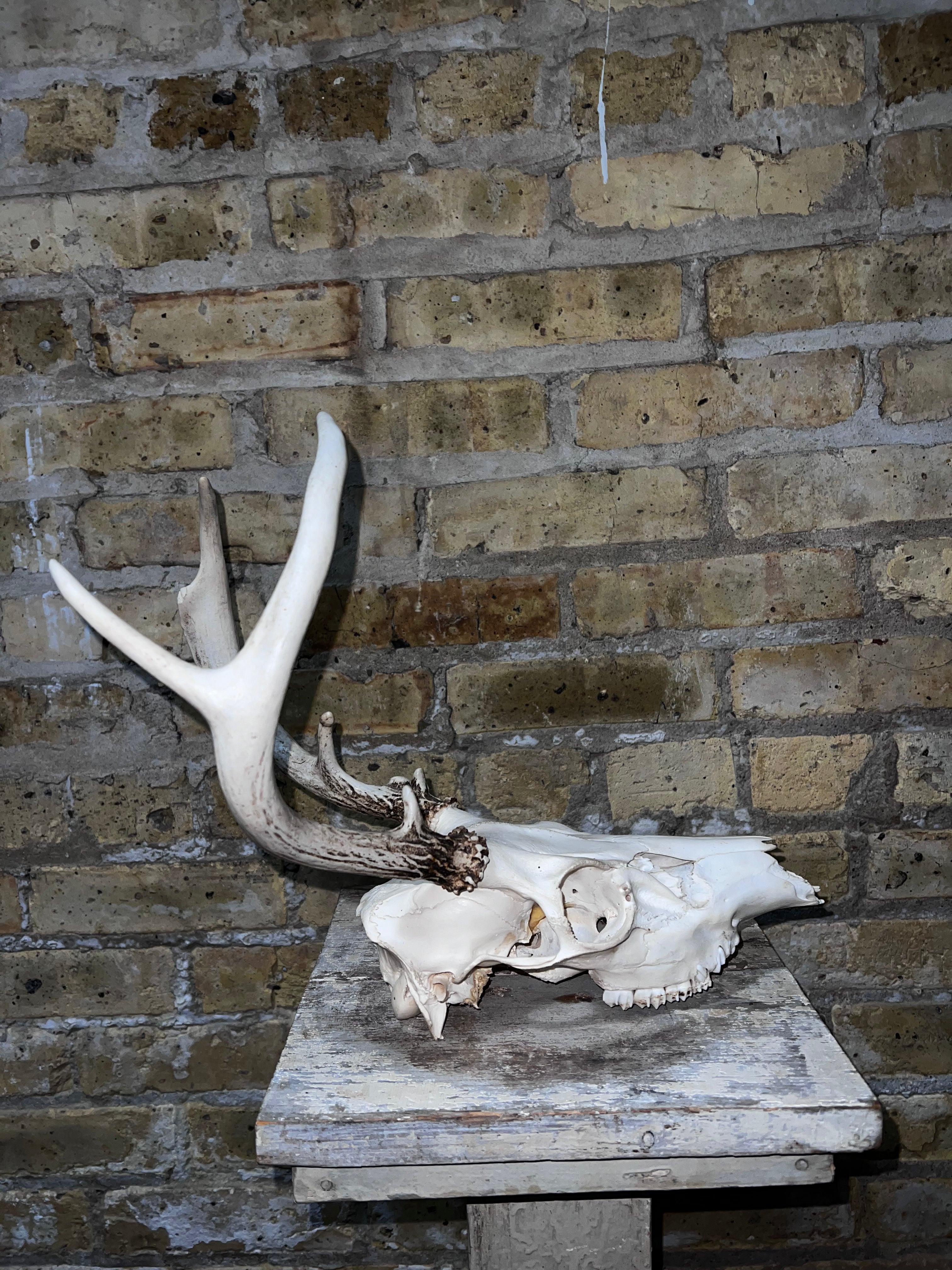 Deer Skull