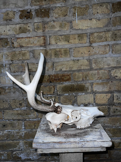 Deer Skull