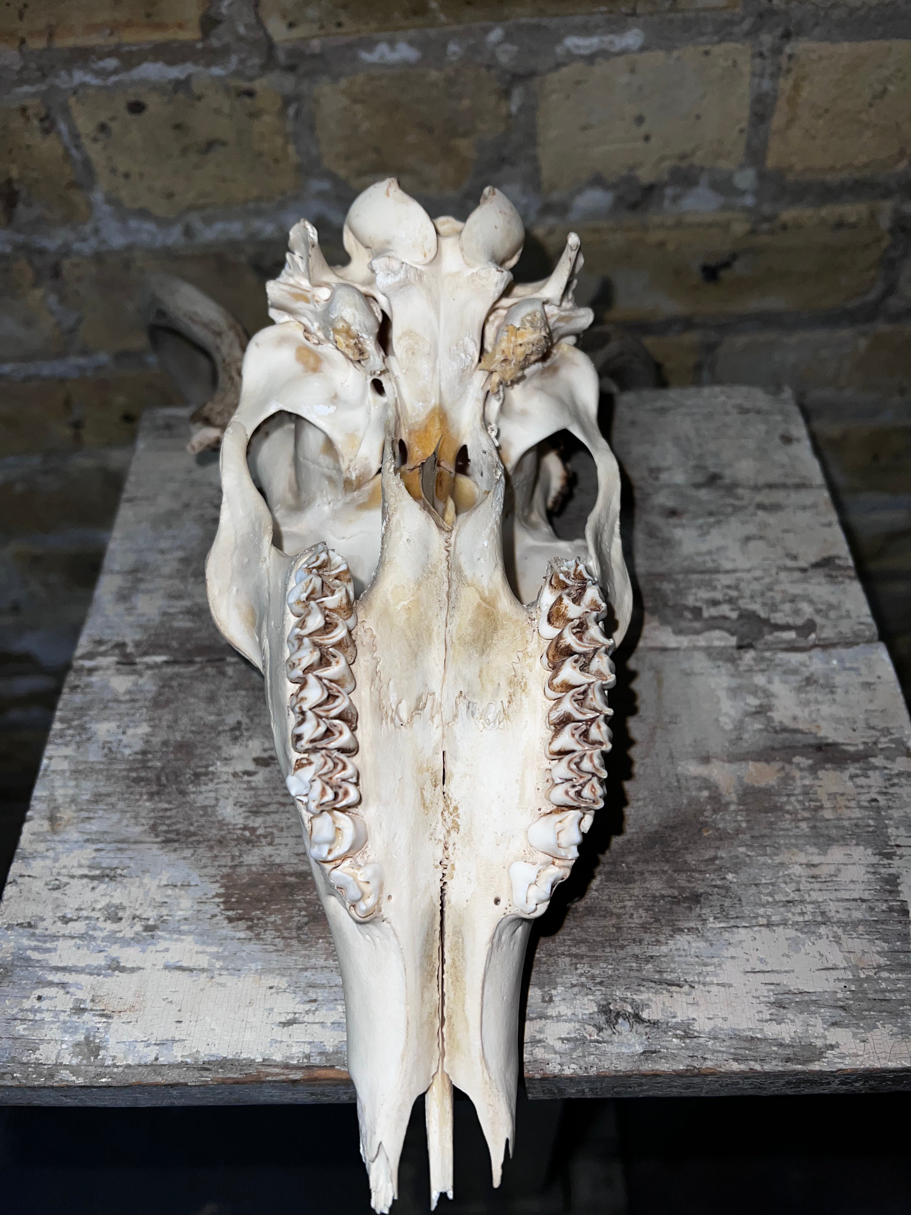 Deer Skull