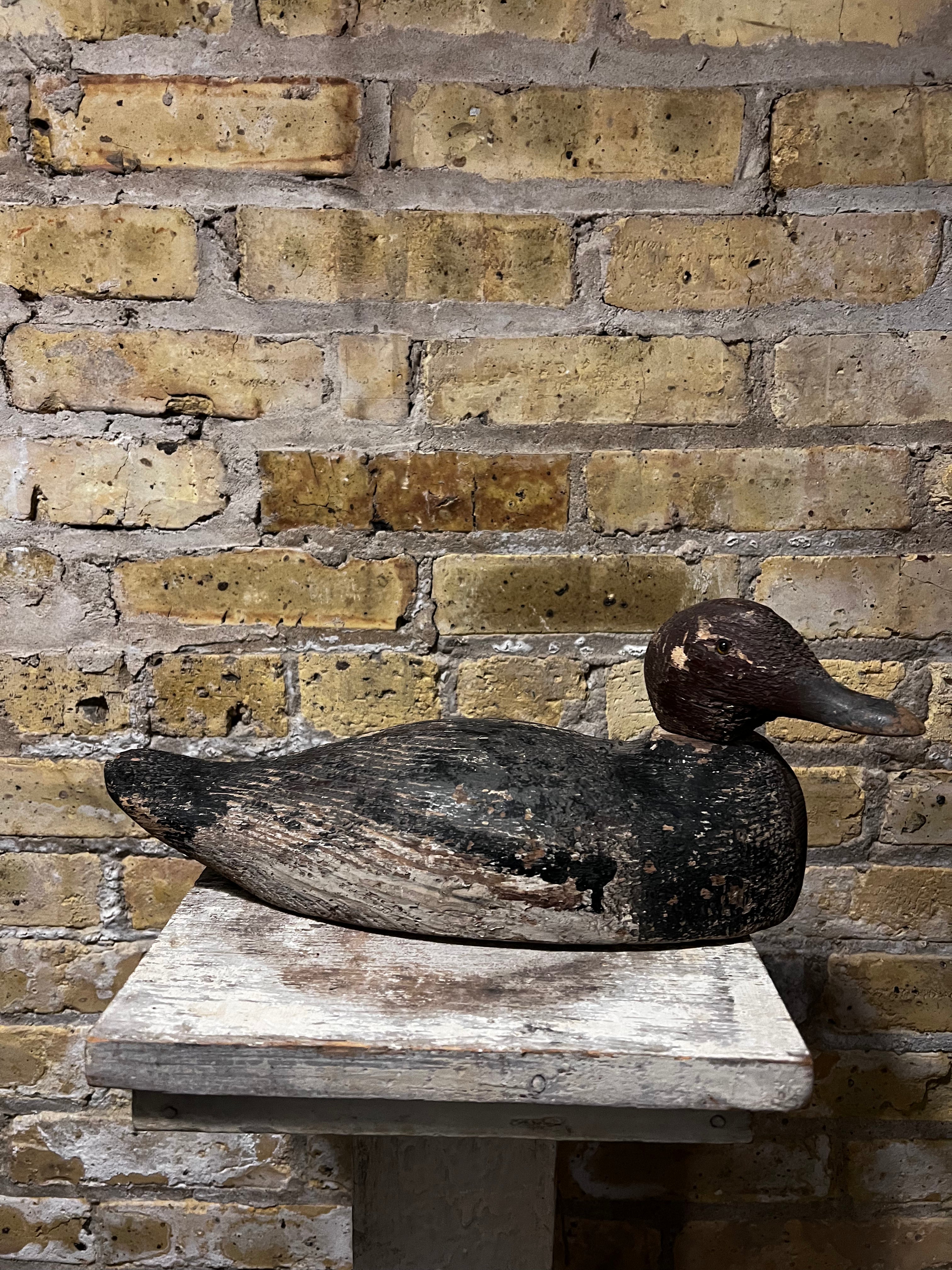 Readhead Duck