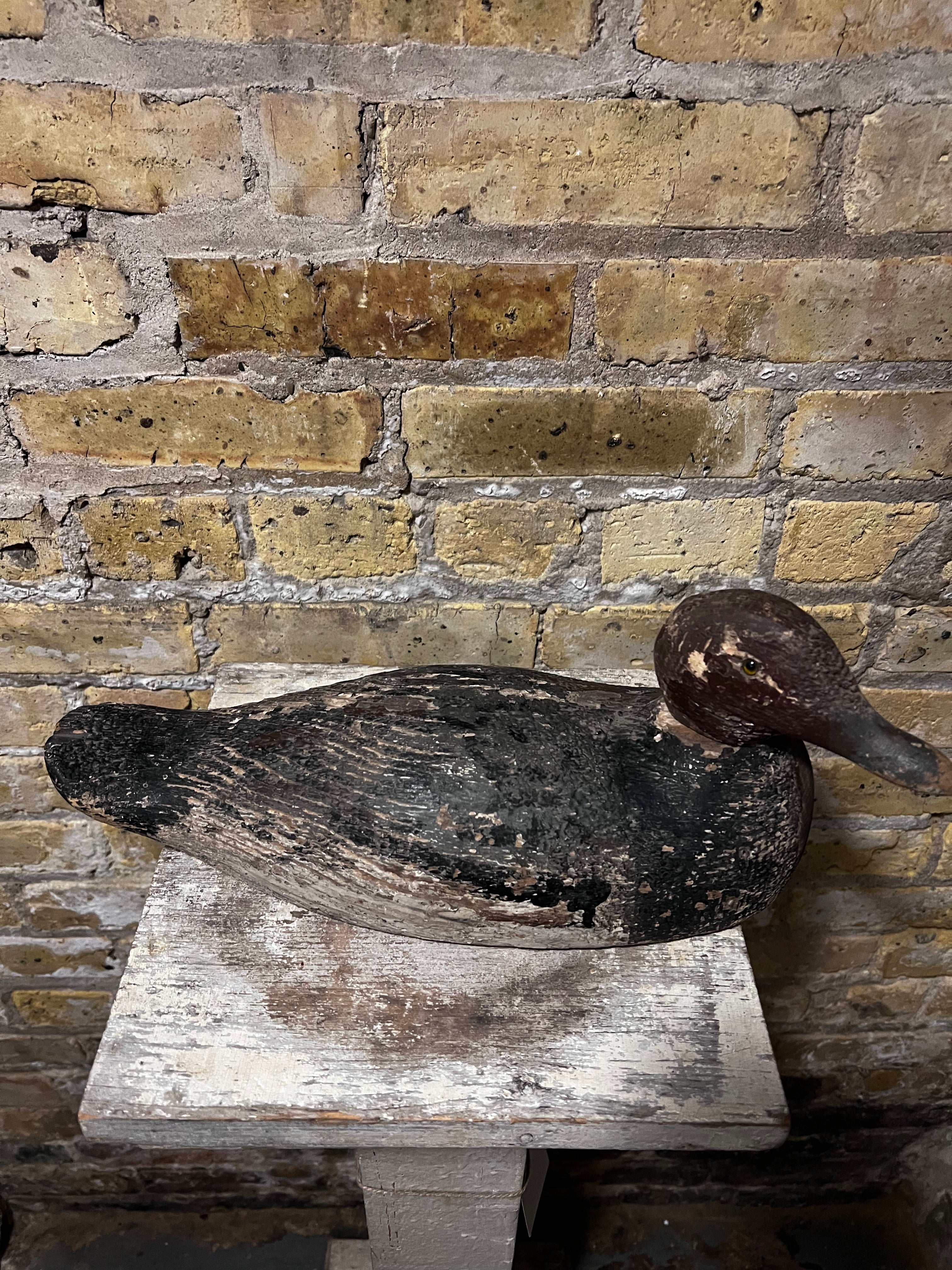 Readhead Duck