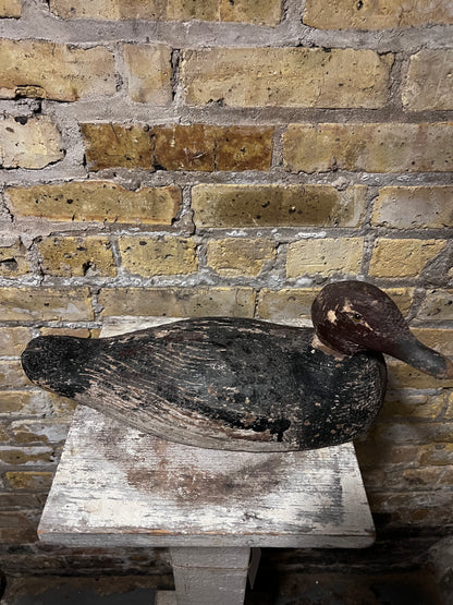 Readhead Duck