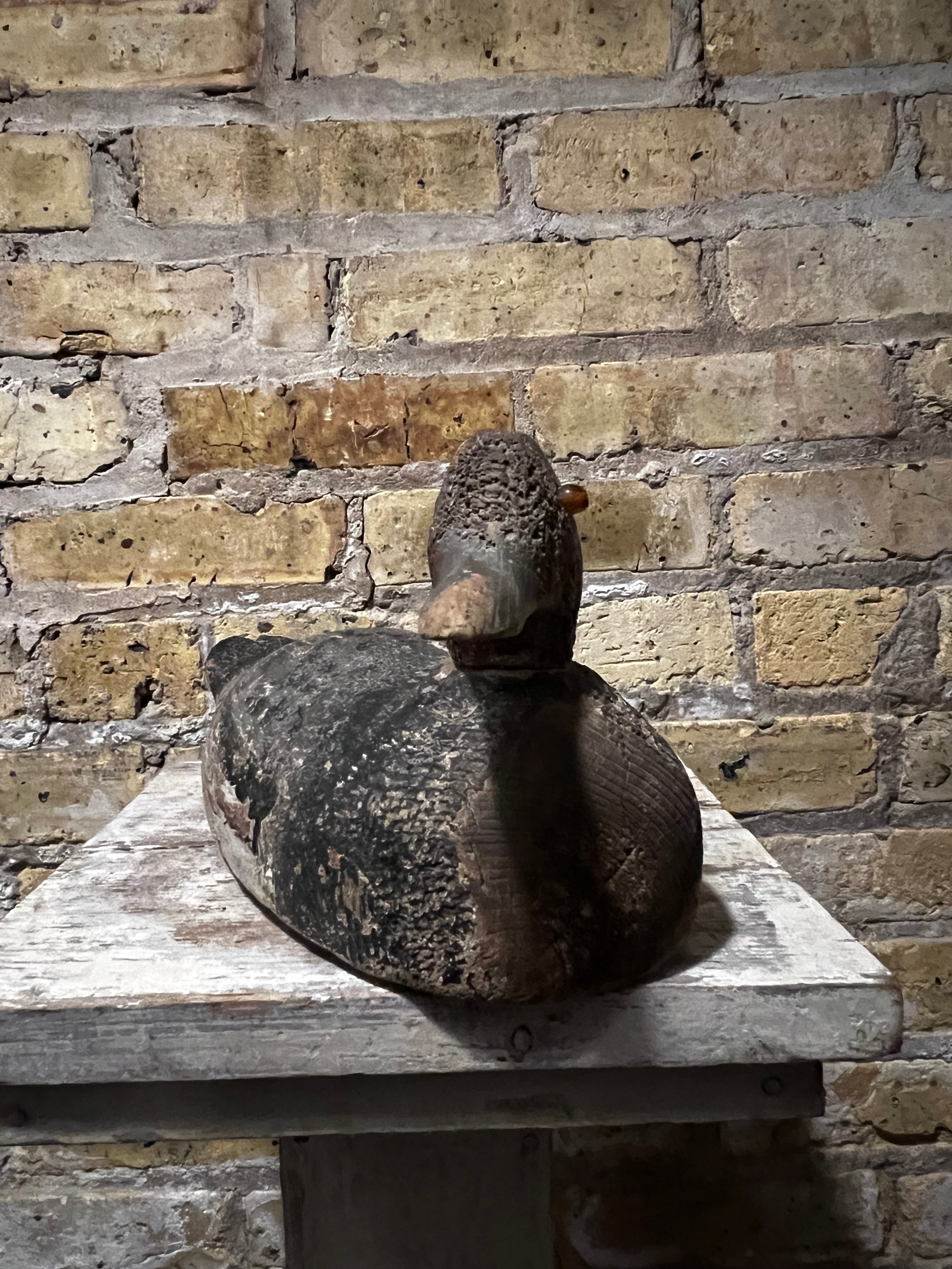 Readhead Duck