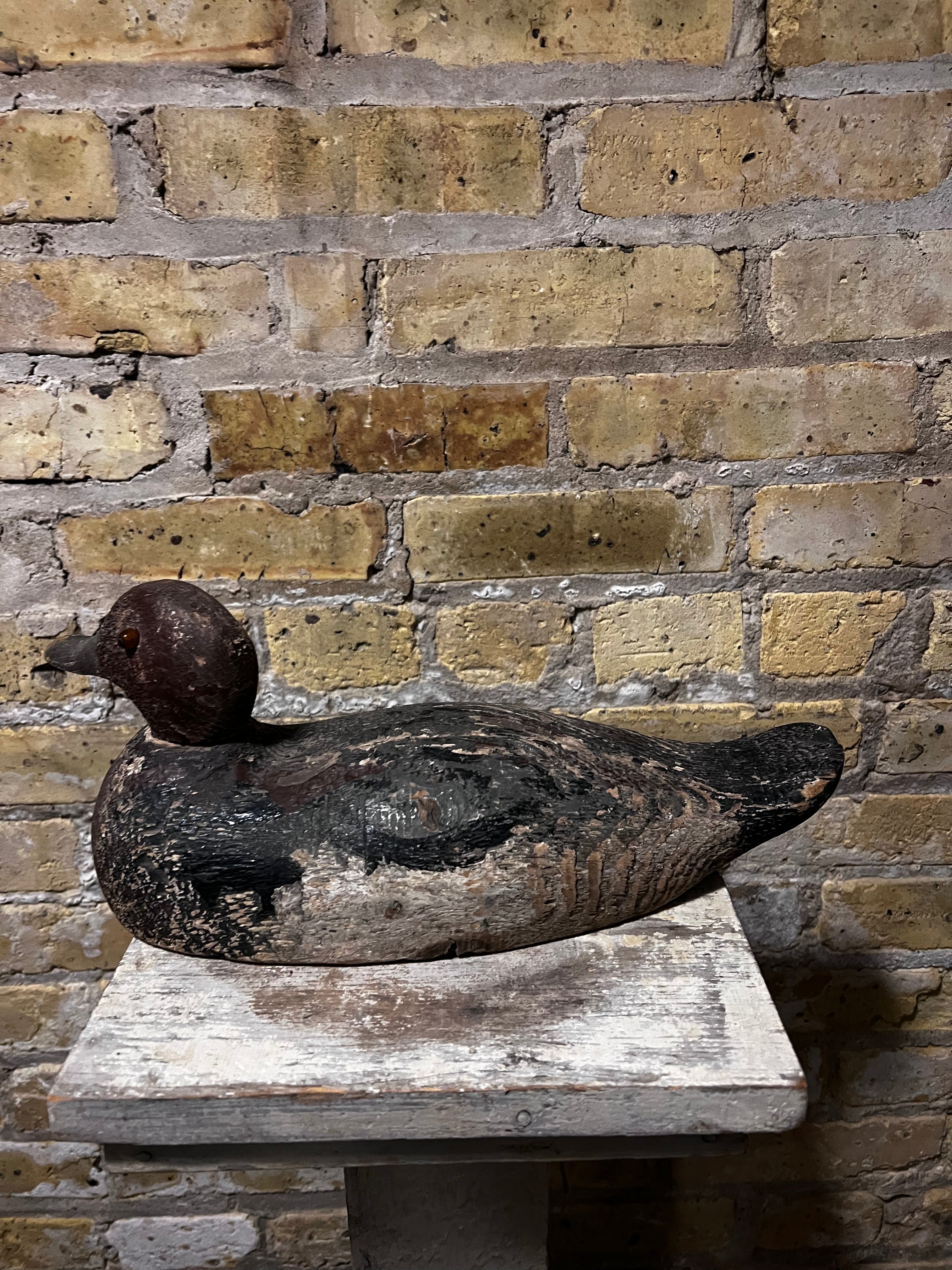 Readhead Duck