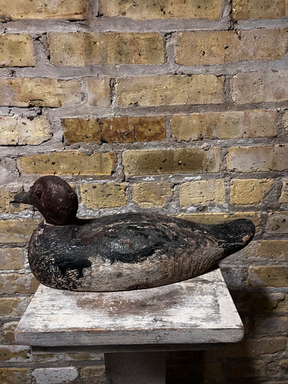 Readhead Duck