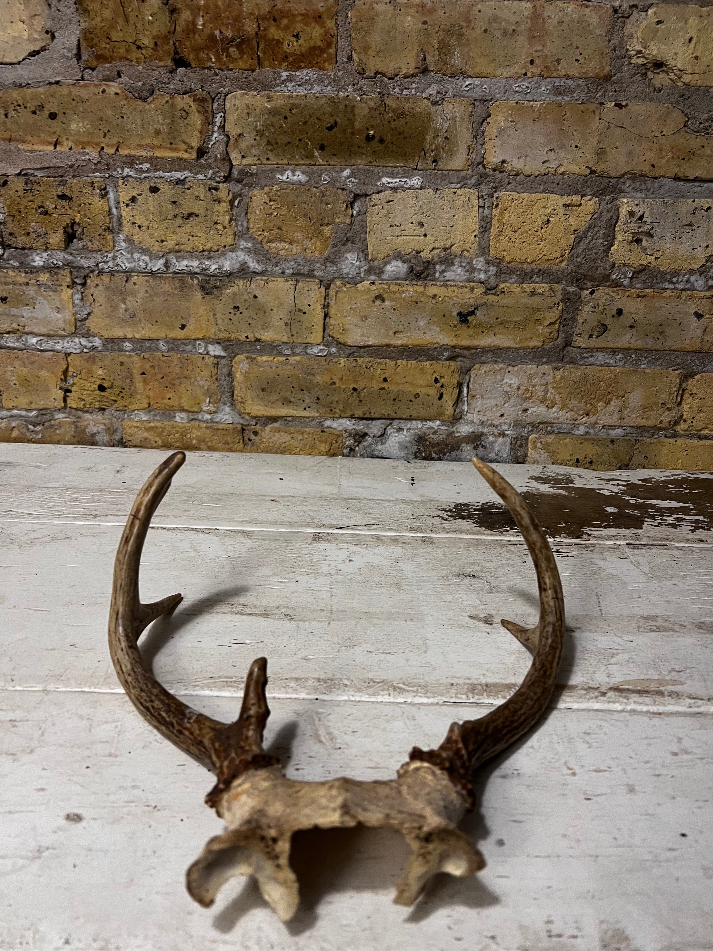 Medium Sized Natural Deer Antlers