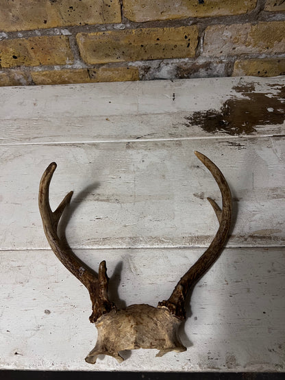 Medium Sized Natural Deer Antlers