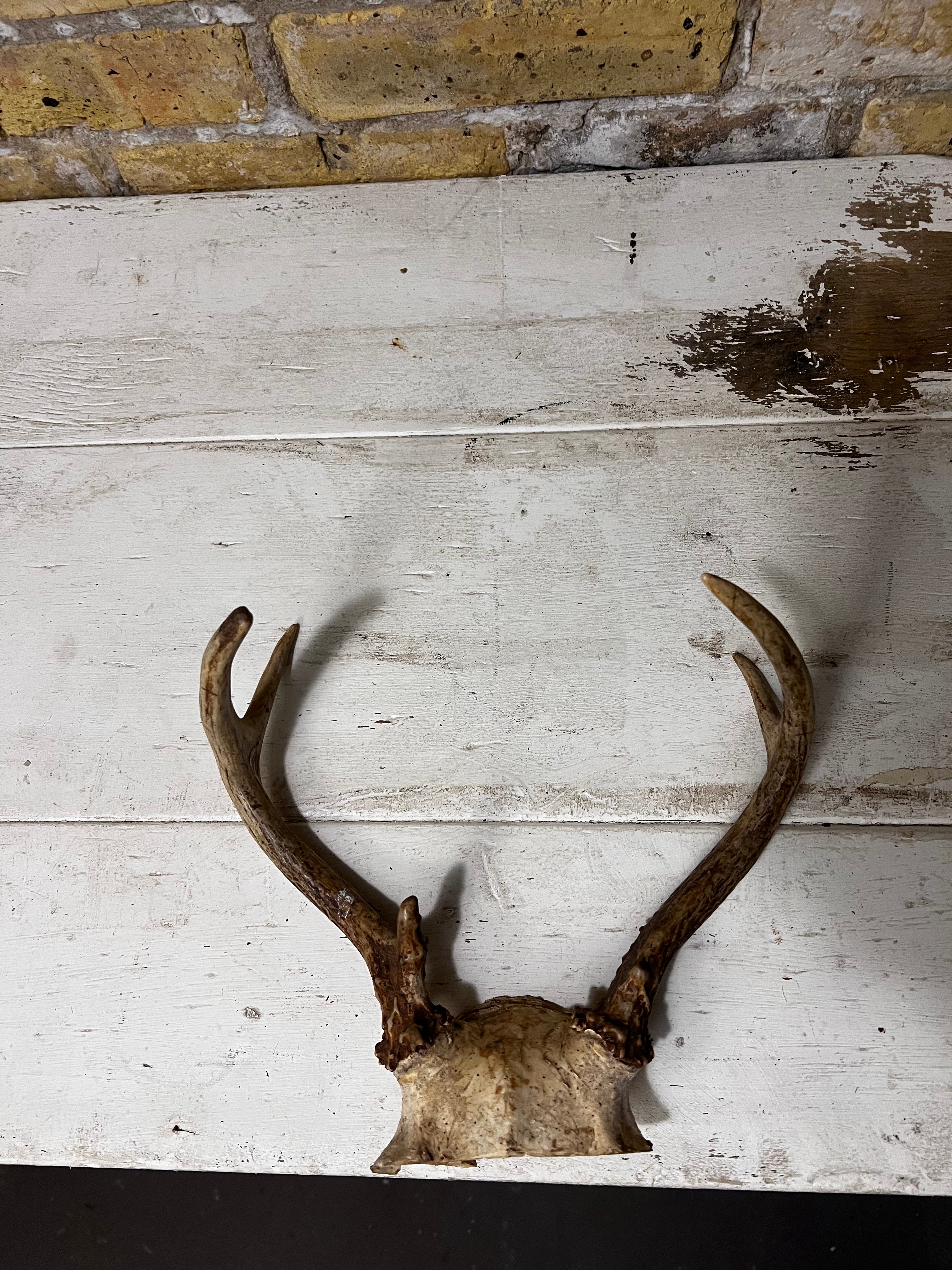 Medium Sized Natural Deer Antlers