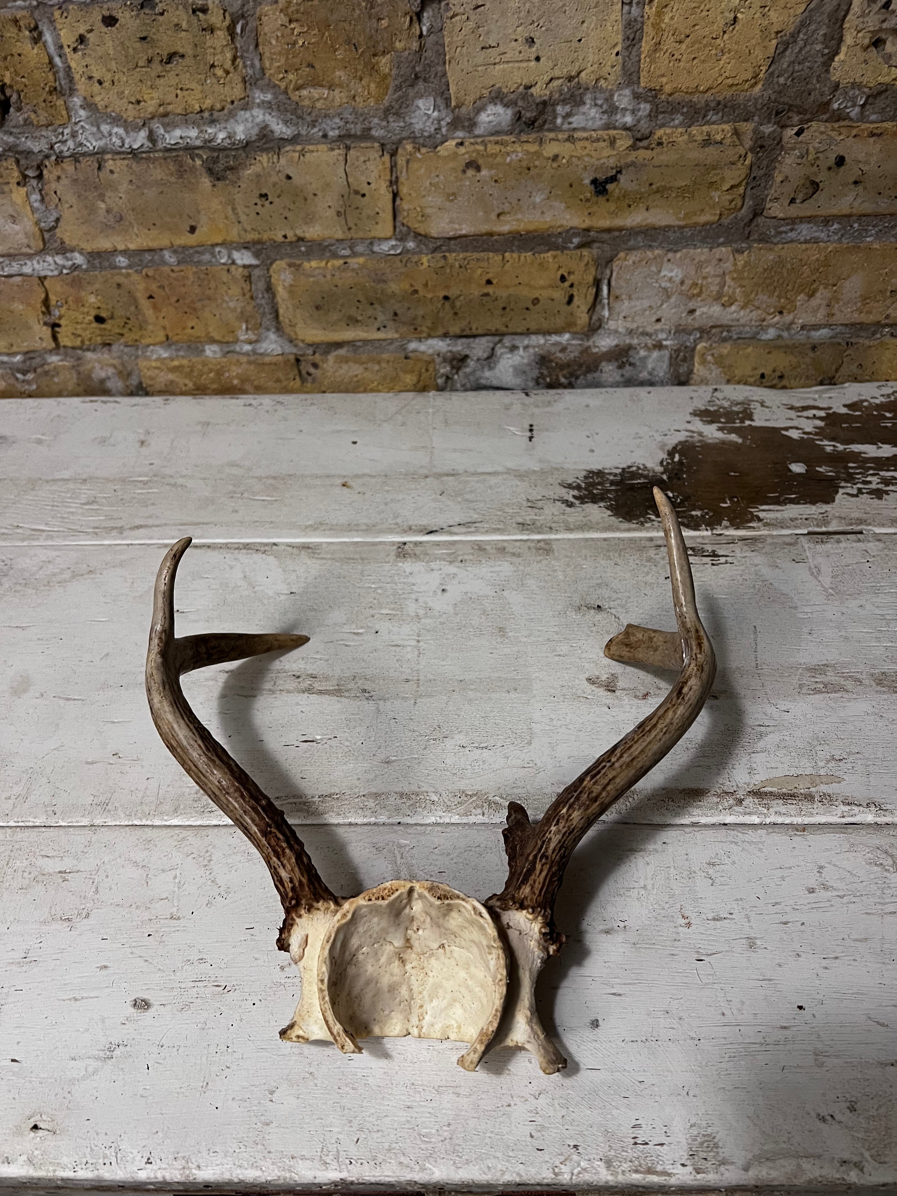 Medium Sized Natural Deer Antlers