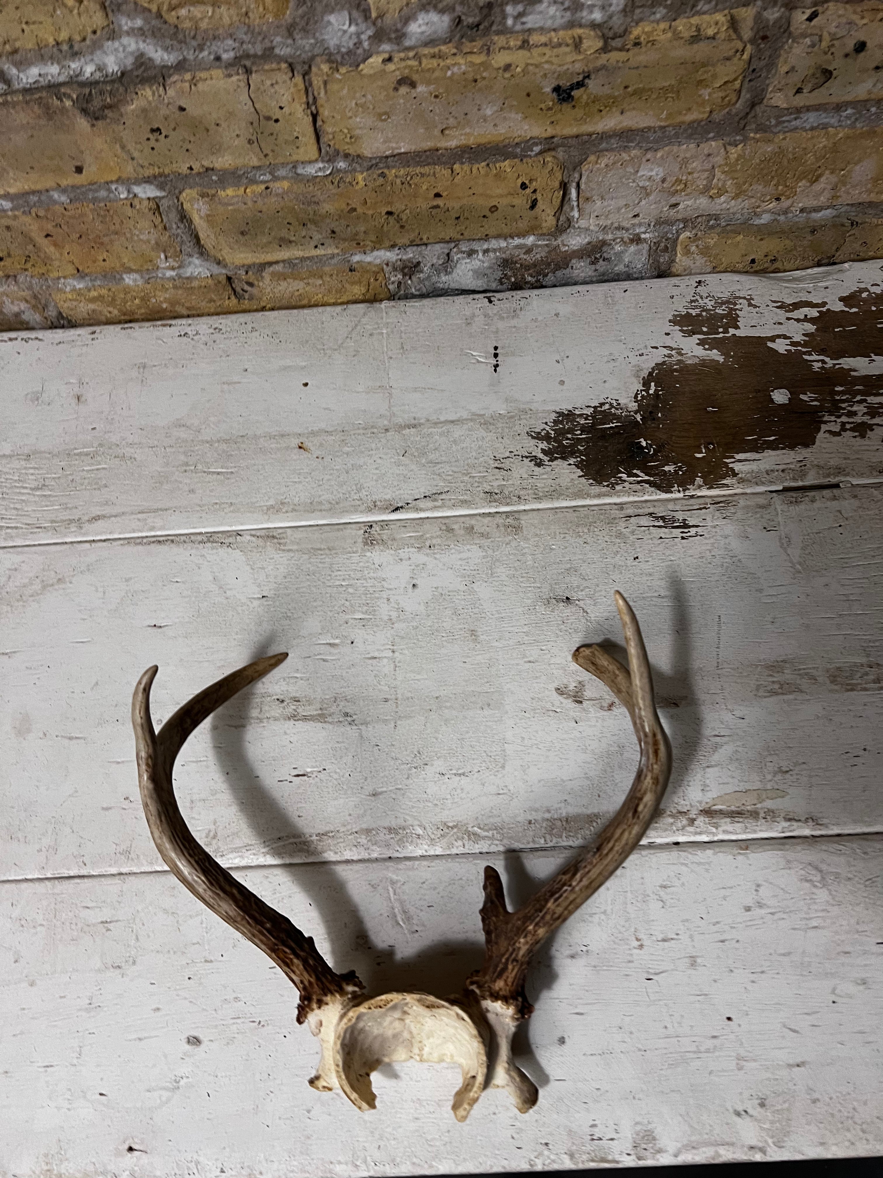 Medium Sized Natural Deer Antlers