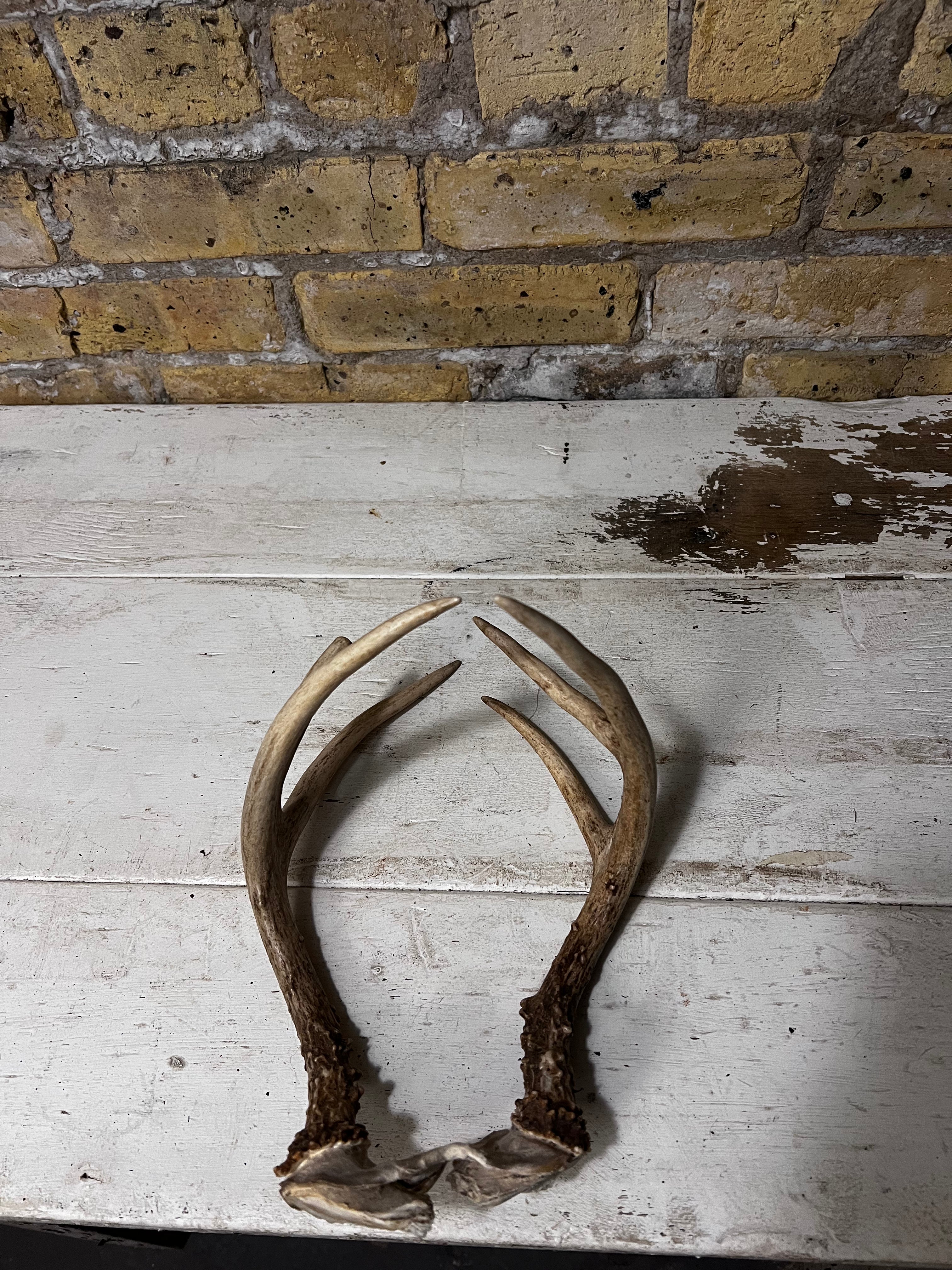 Brown Deer Antlers