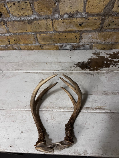 Brown Deer Antlers