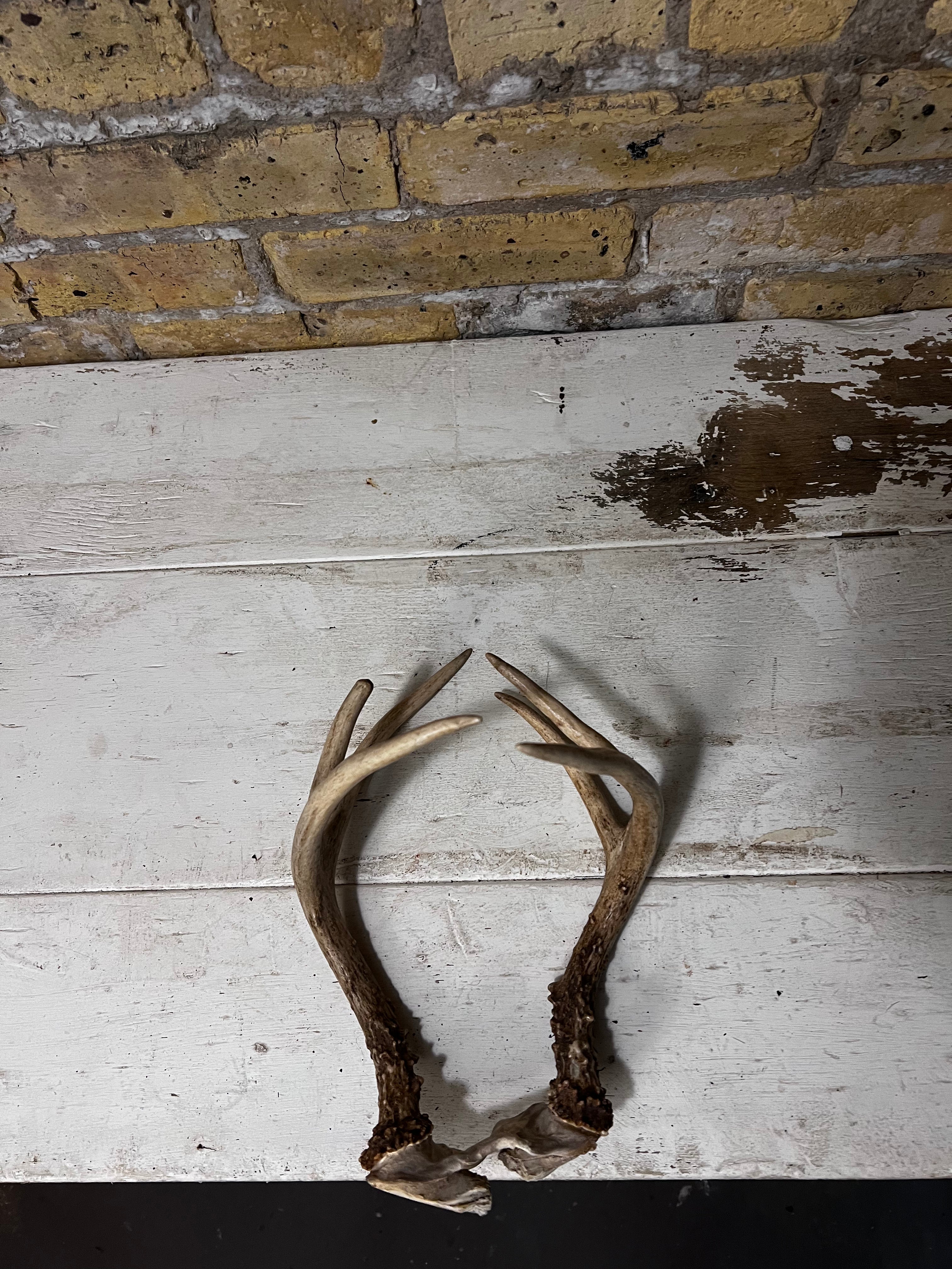 Brown Deer Antlers