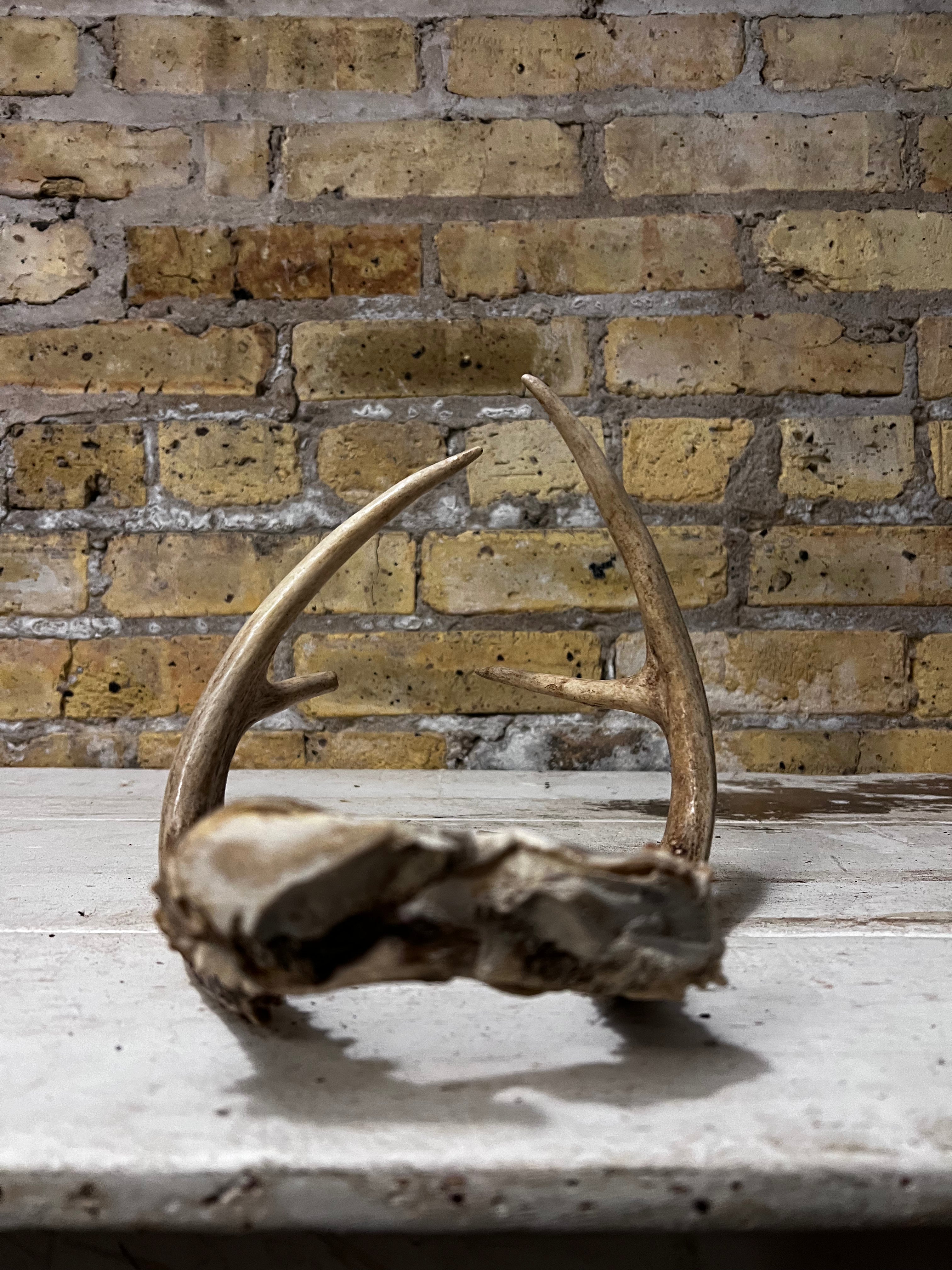 Brown Deer Antlers