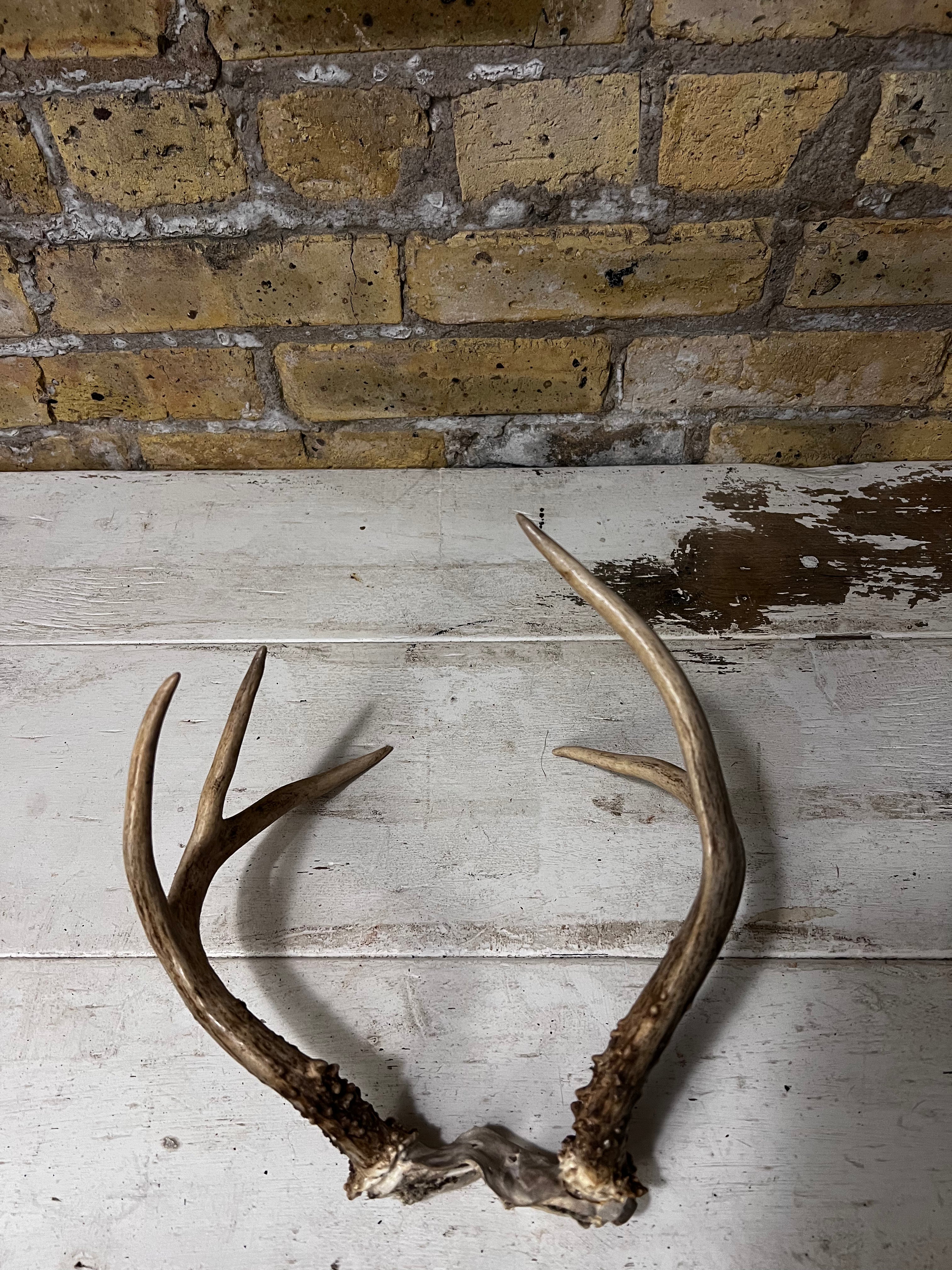 Brown Deer Antlers