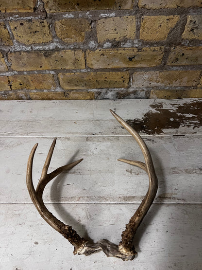 Brown Deer Antlers