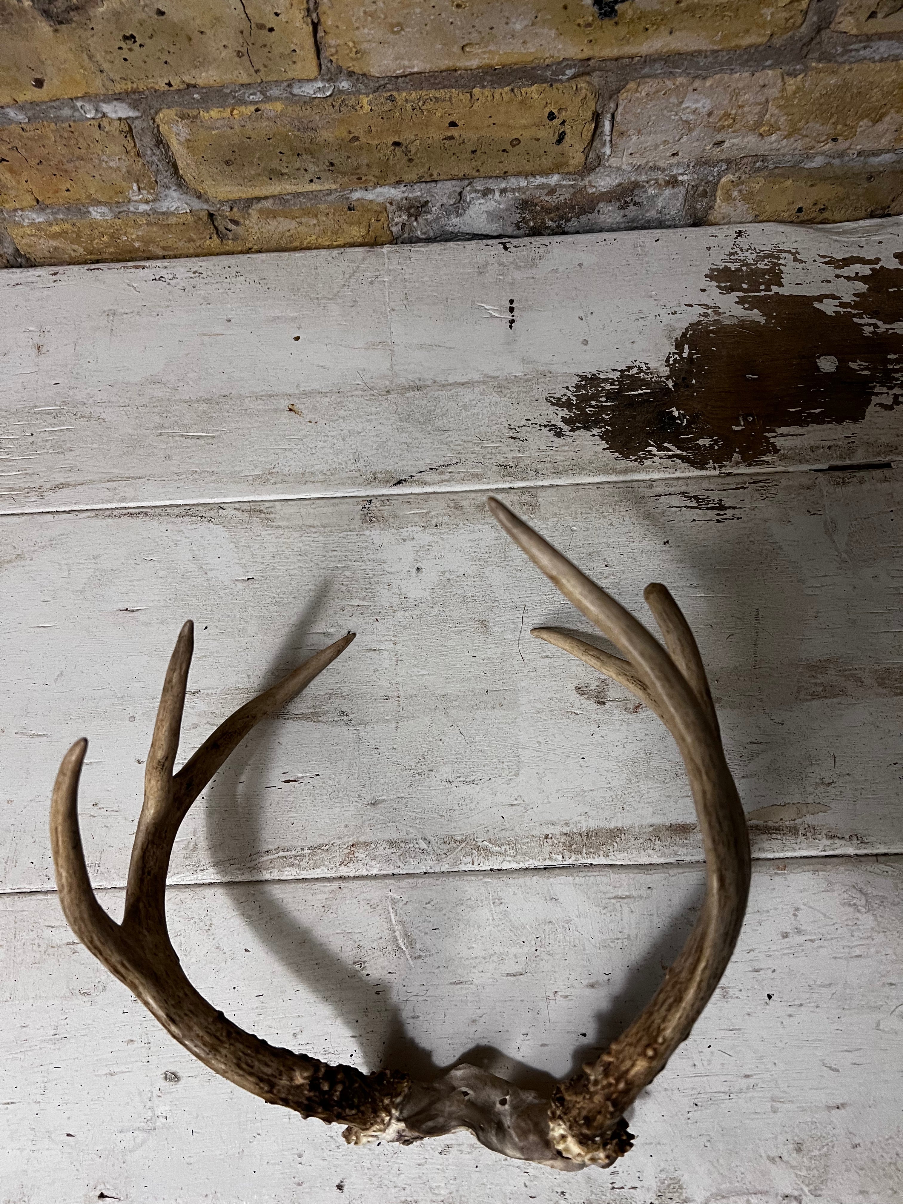Brown Deer Antlers
