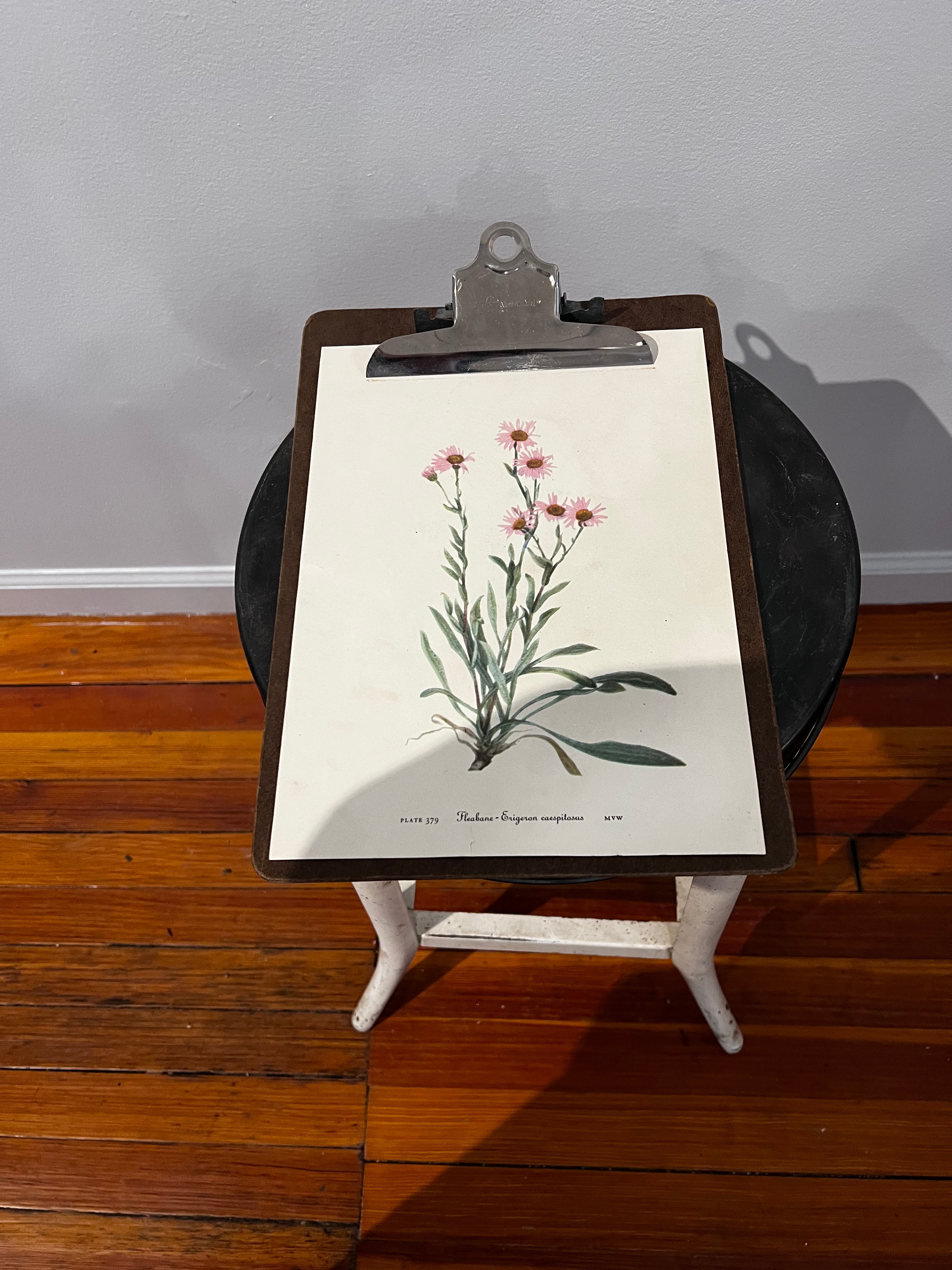 Botanical Print & Clipboard